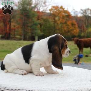 Bailey, Basset Hound Puppy